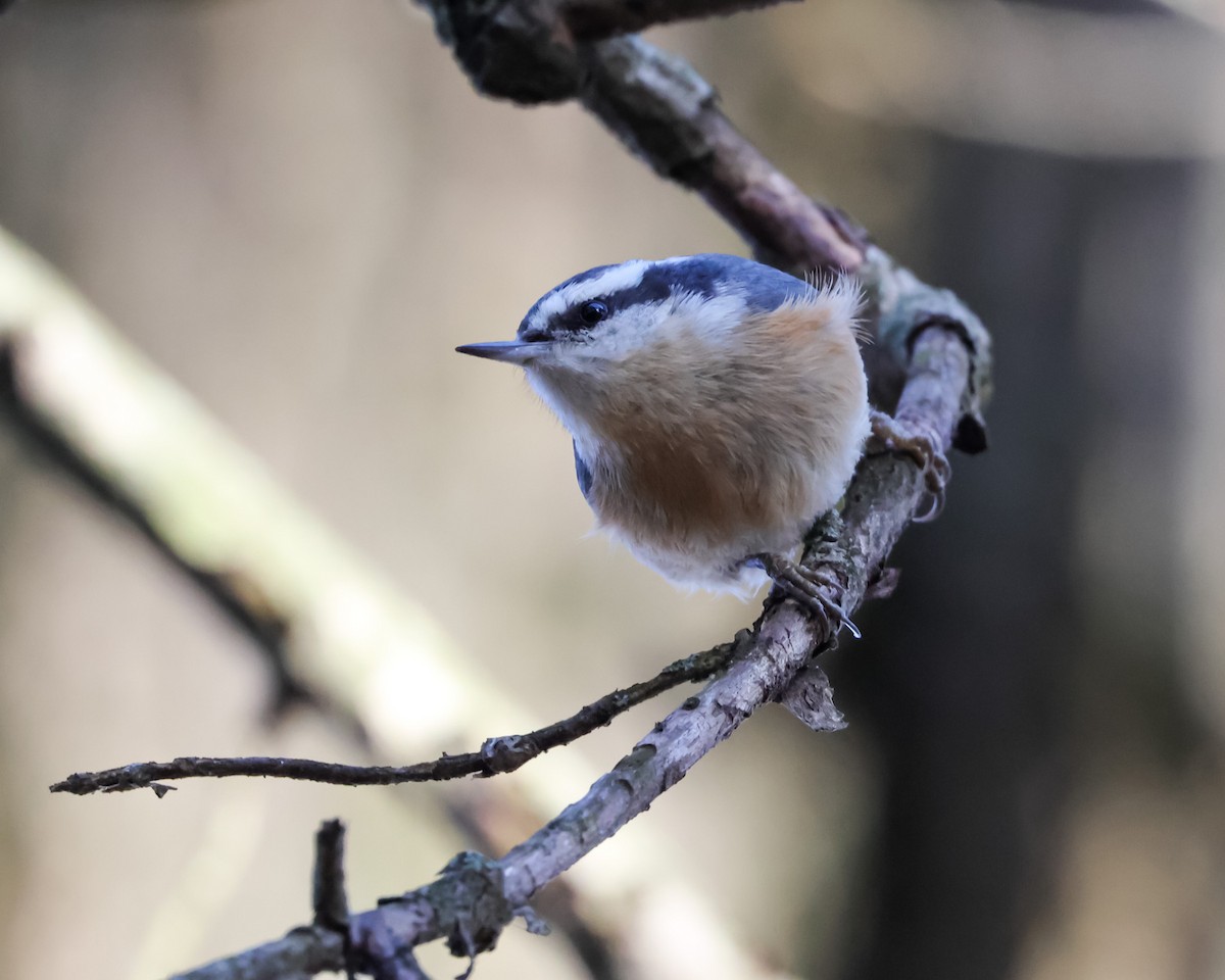 Red-breasted Nuthatch - ML627663807
