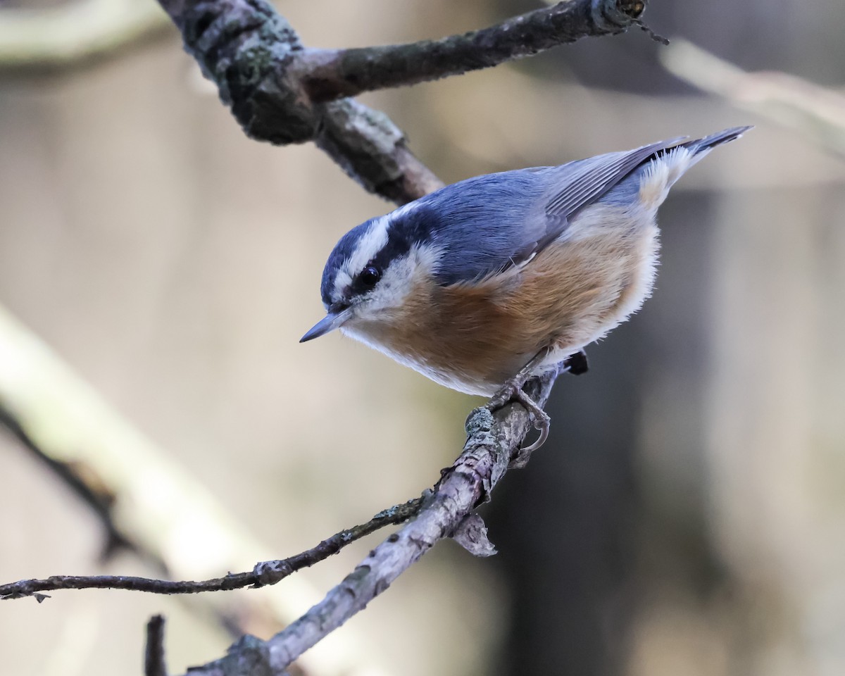 Red-breasted Nuthatch - ML627663826