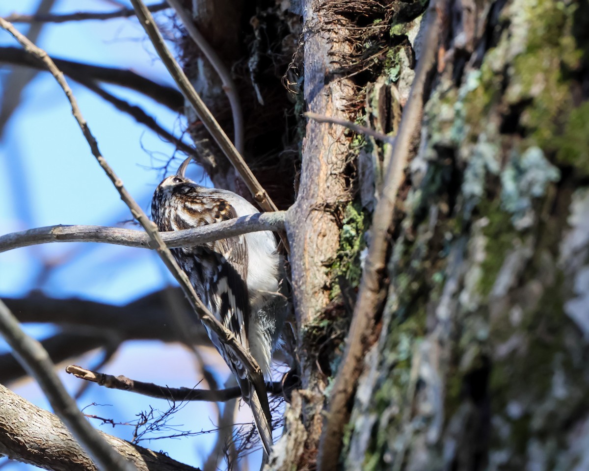 Brown Creeper - ML627663836