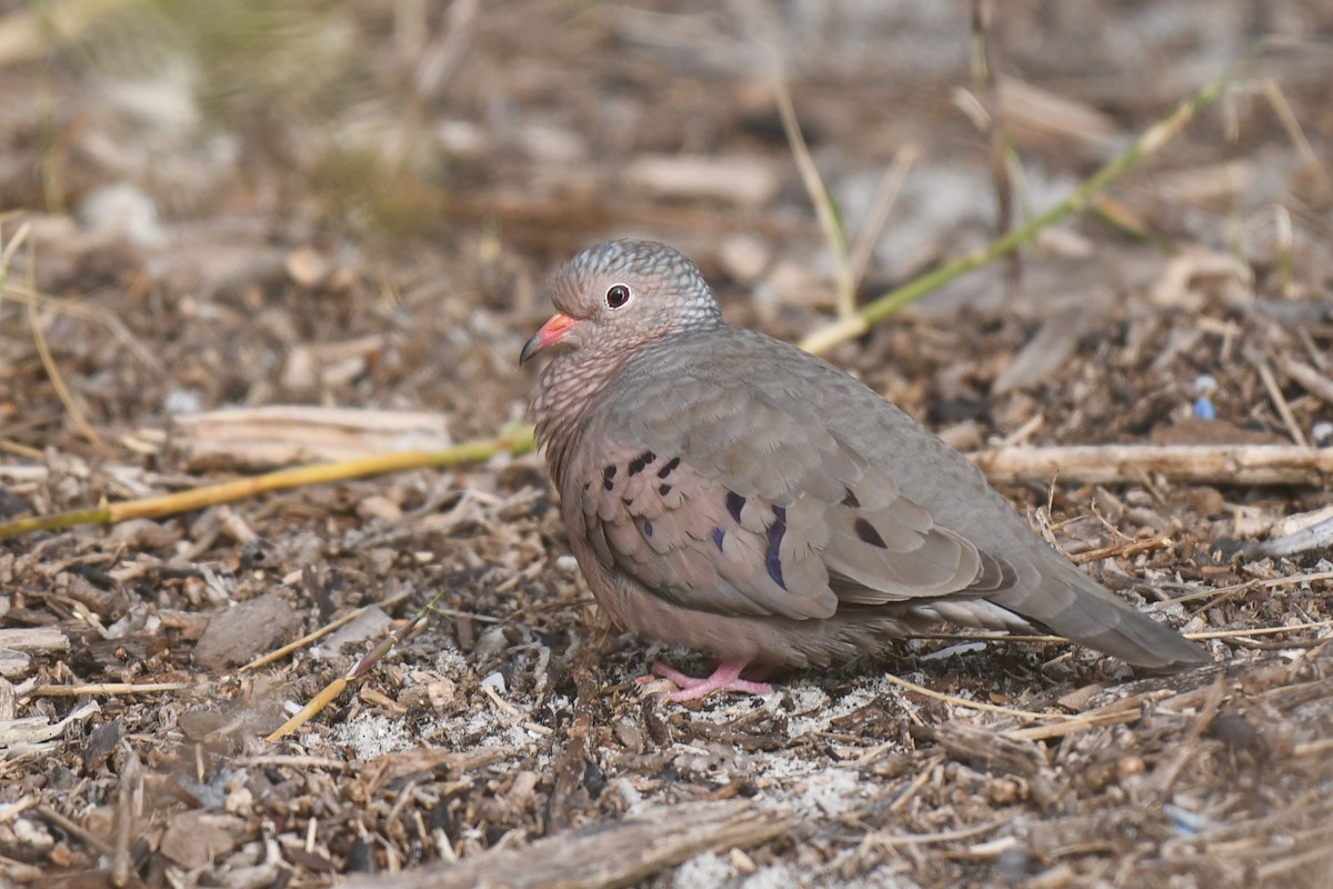 Sperlingstäubchen - ML627663841