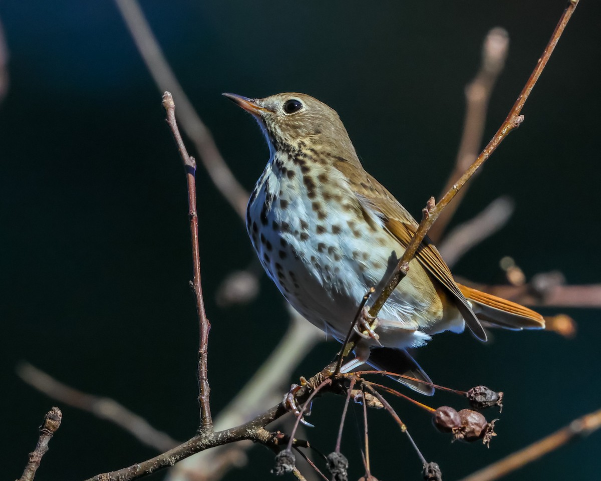 Hermit Thrush - ML627663846
