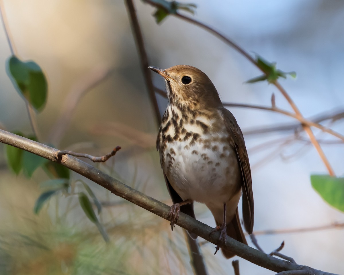 Hermit Thrush - ML627663865