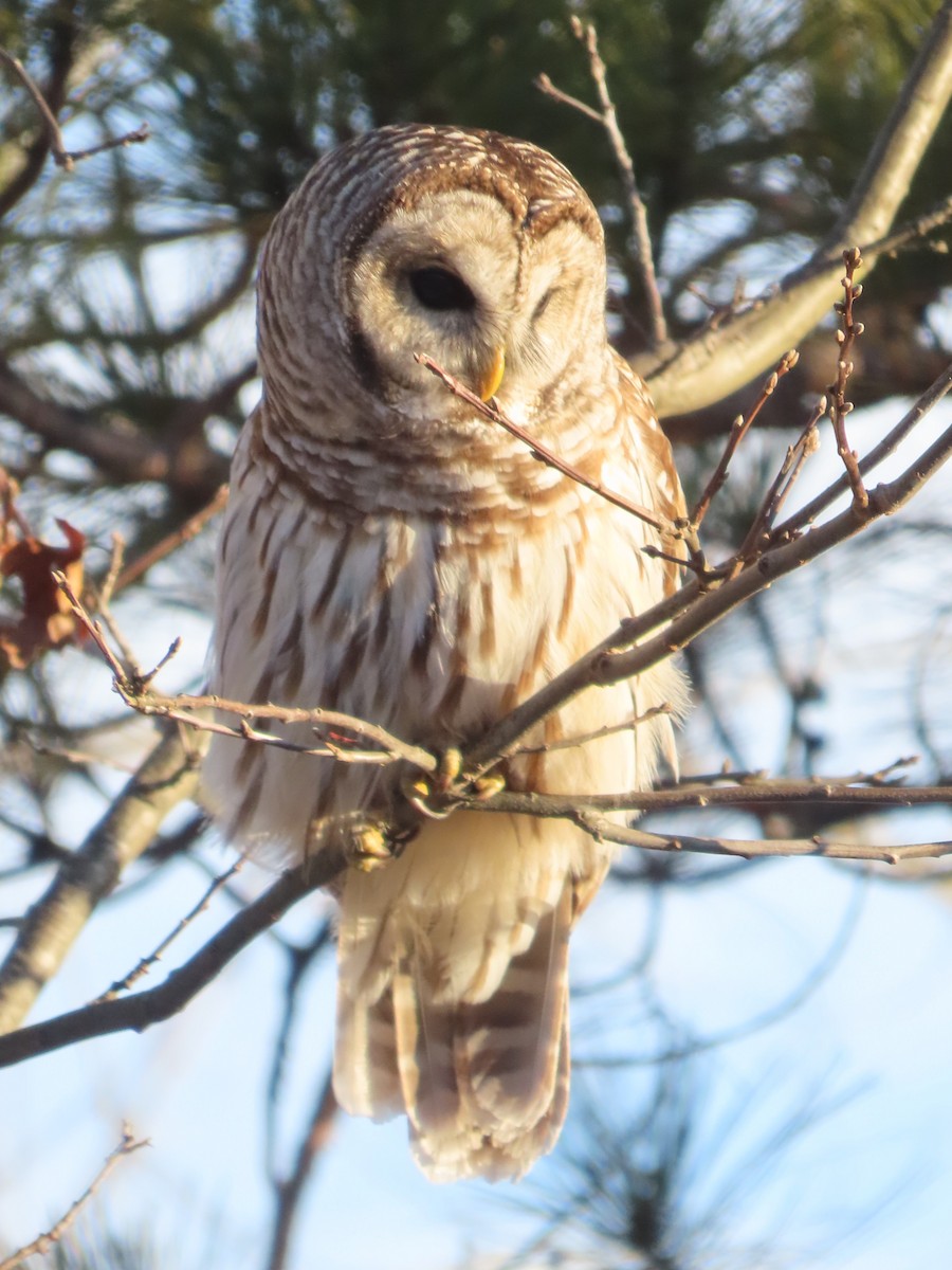 Barred Owl - ML627663891