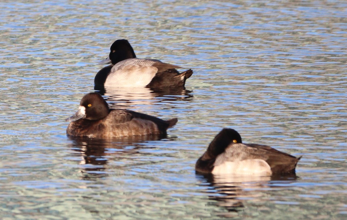 Lesser Scaup - ML627663969