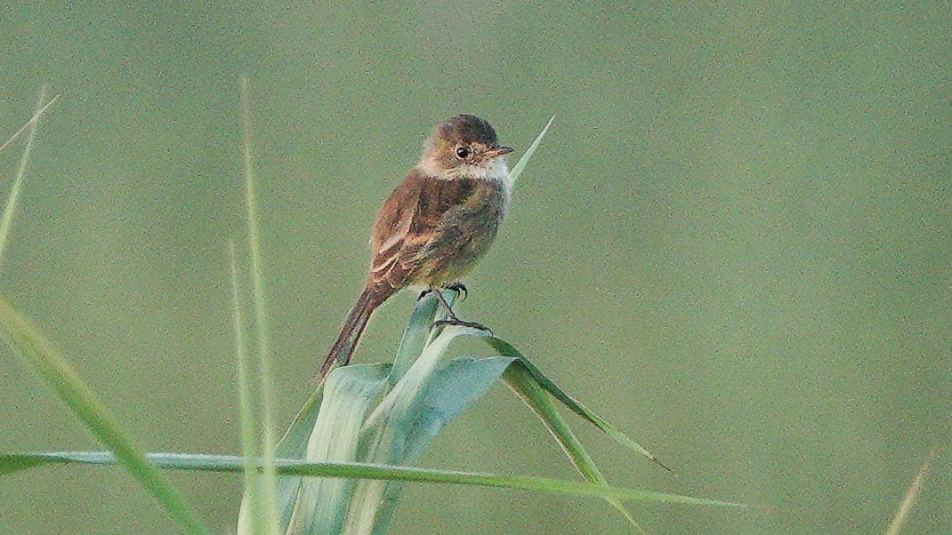 White-throated Flycatcher - ML627664001