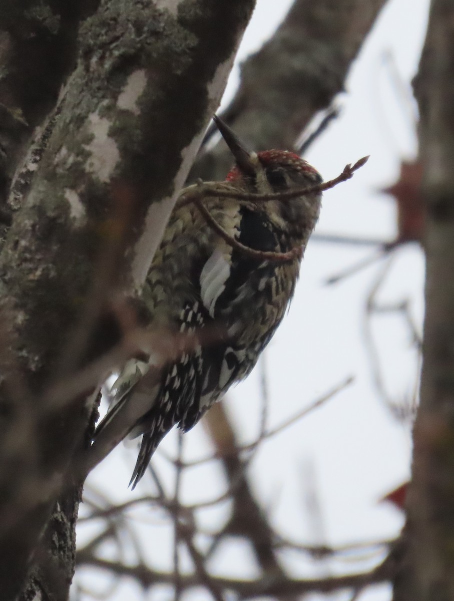 Yellow-bellied Sapsucker - ML627664003