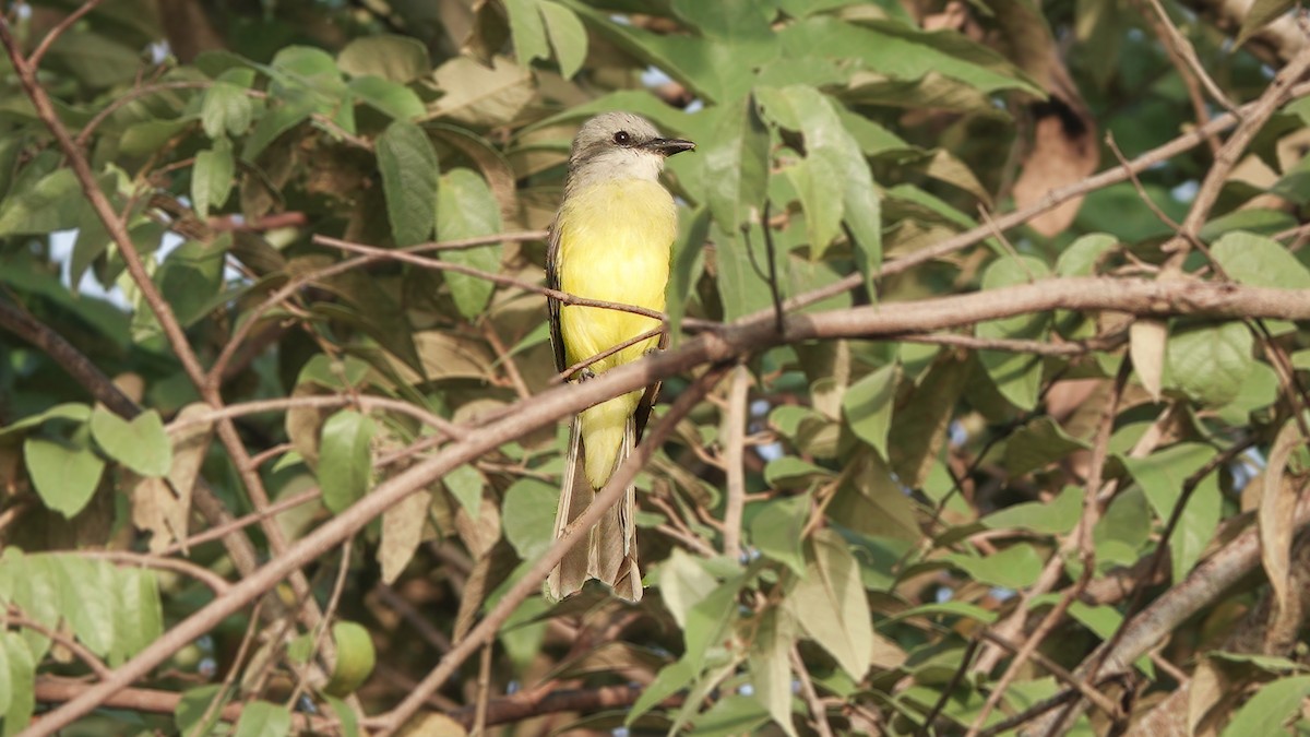 Couch's Kingbird - ML627664018