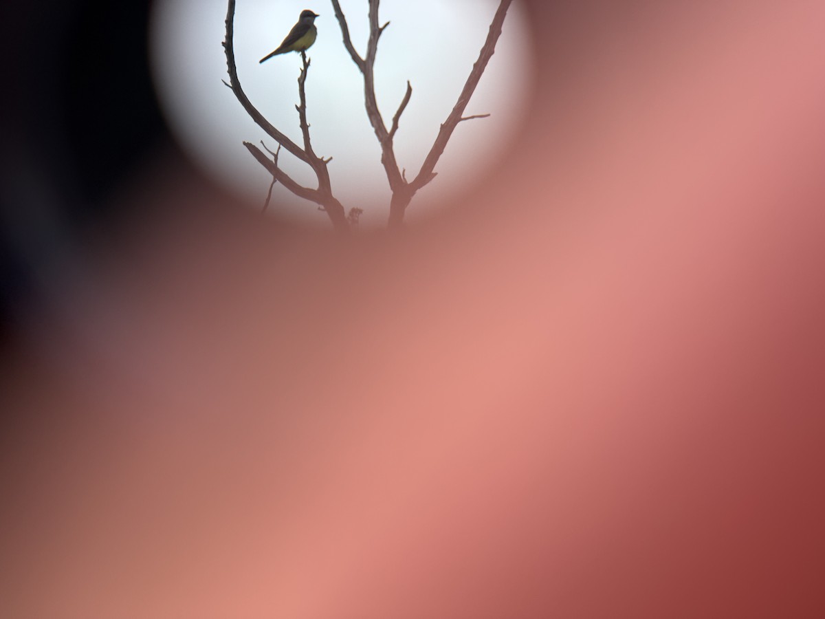 yellow-bellied kingbird sp. - ML627664073
