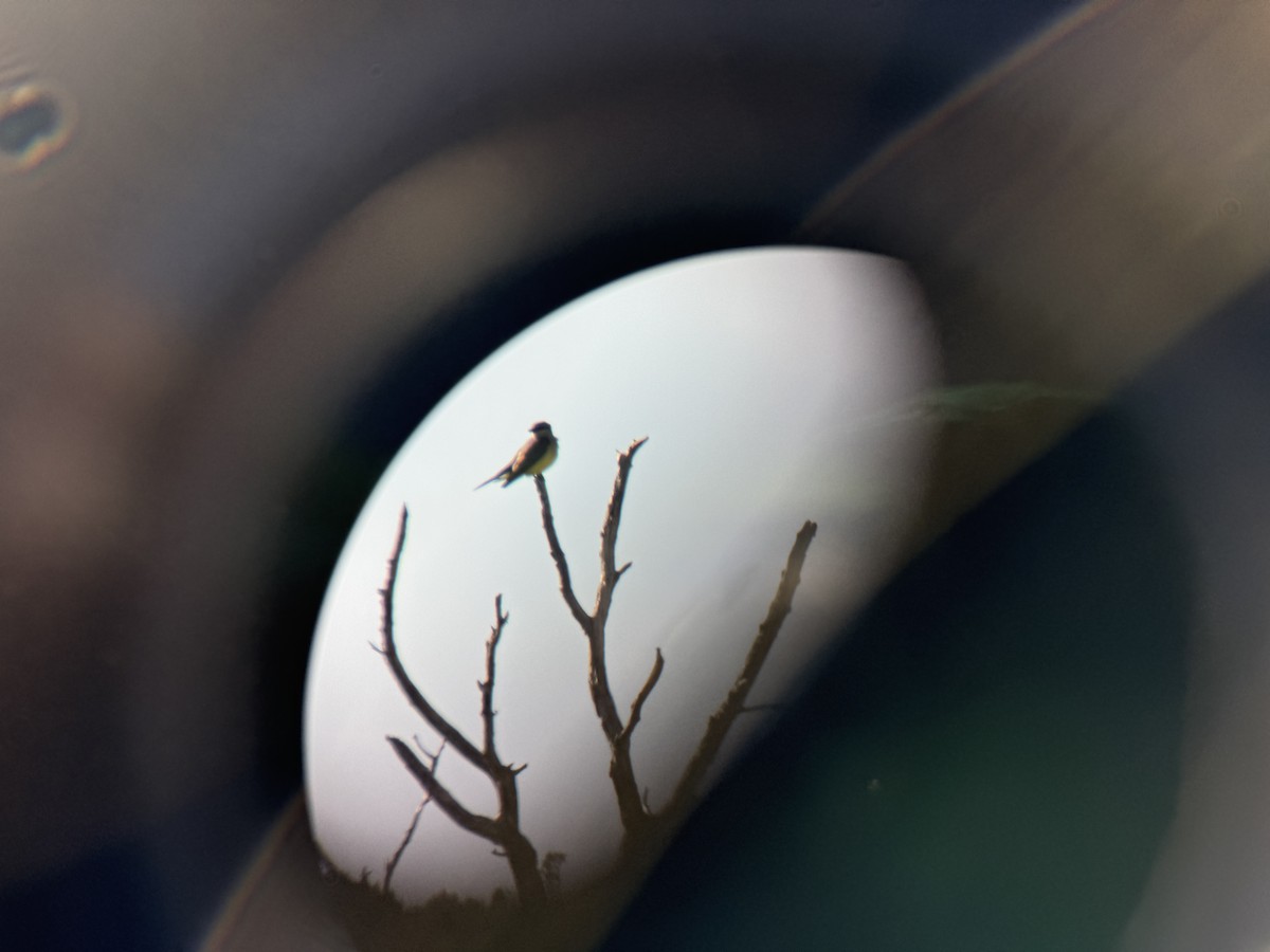 yellow-bellied kingbird sp. - ML627664074