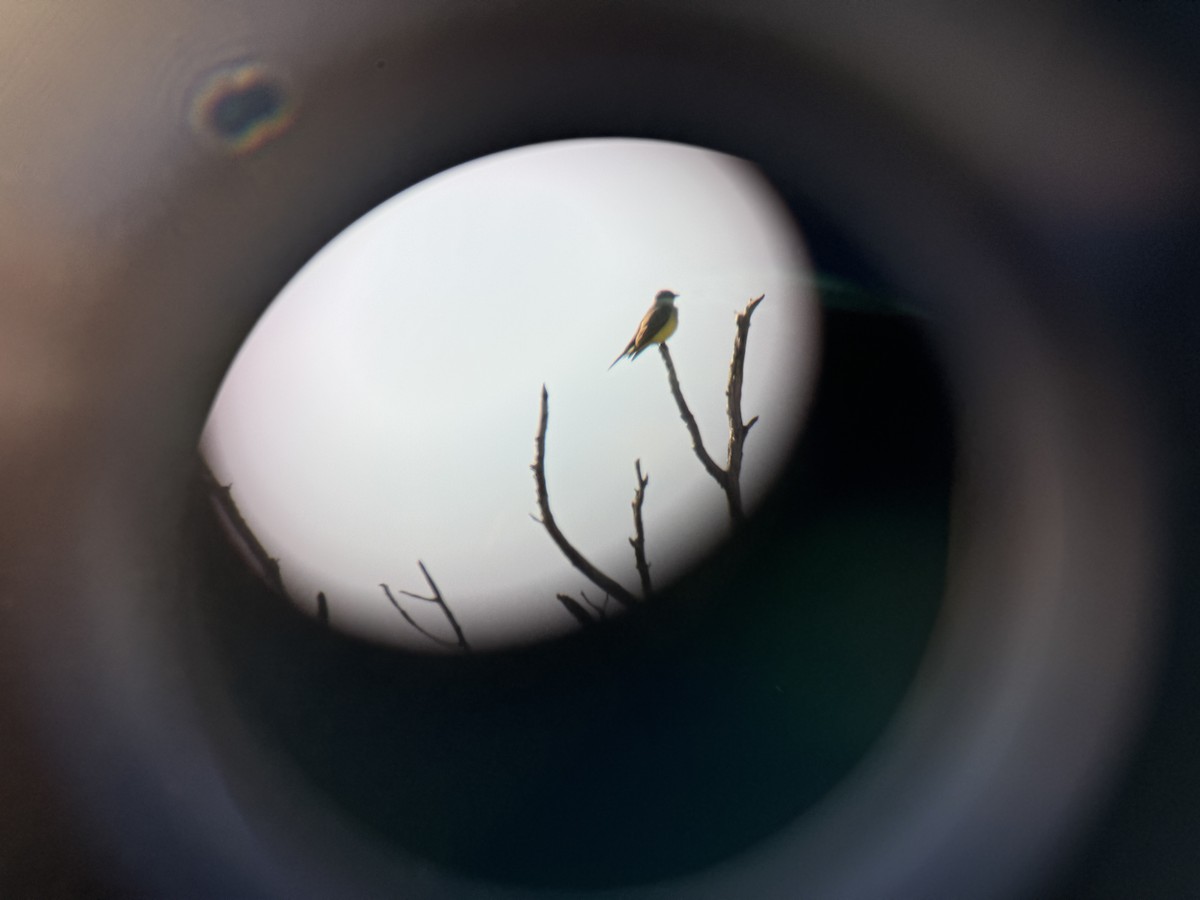 yellow-bellied kingbird sp. - ML627664075