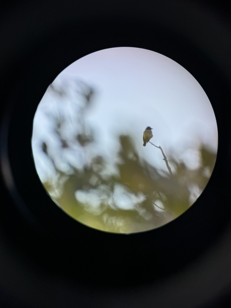 yellow-bellied kingbird sp. - ML627664076