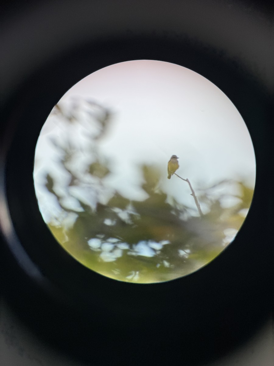 yellow-bellied kingbird sp. - ML627664077