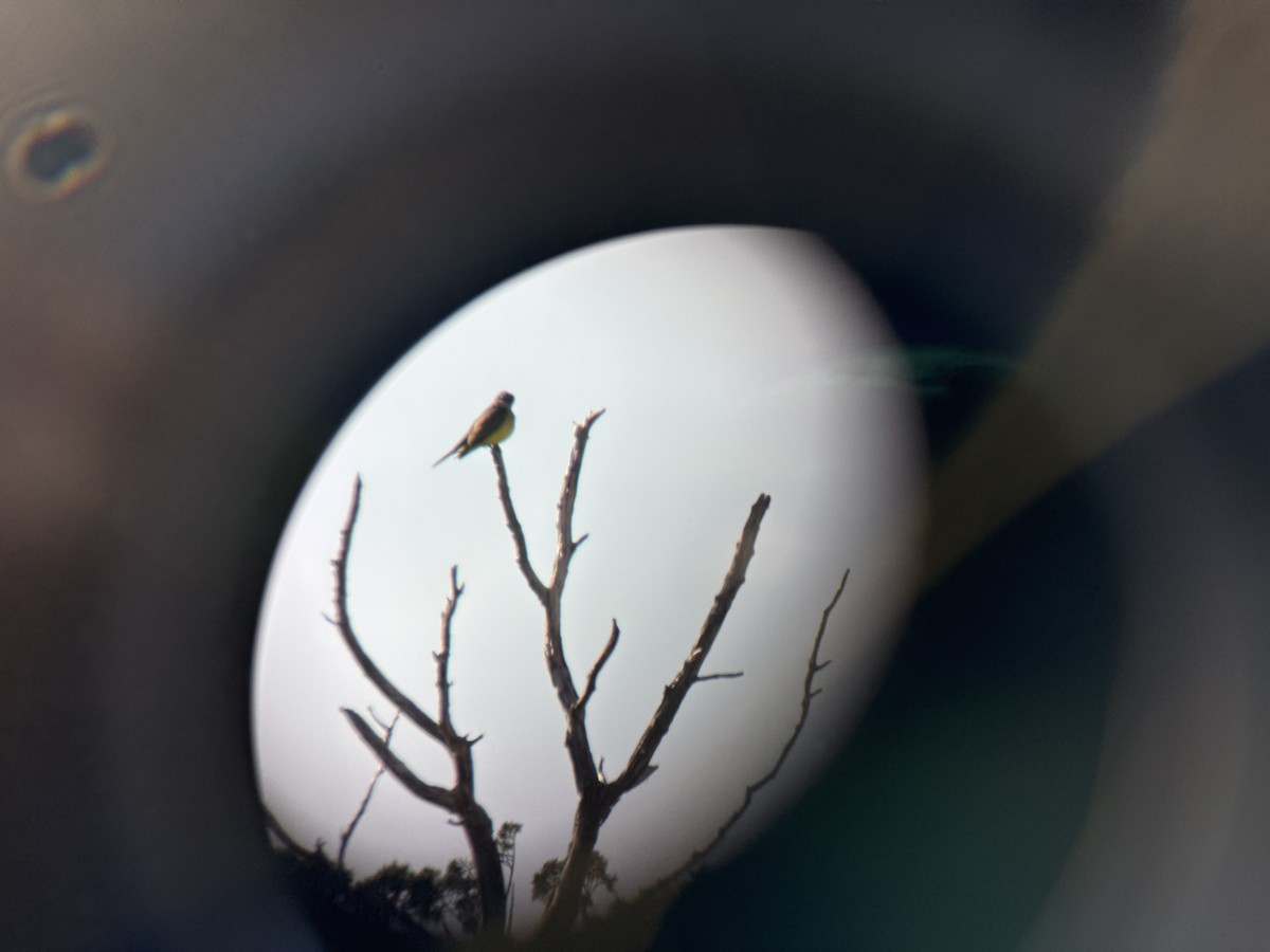 yellow-bellied kingbird sp. - ML627664079