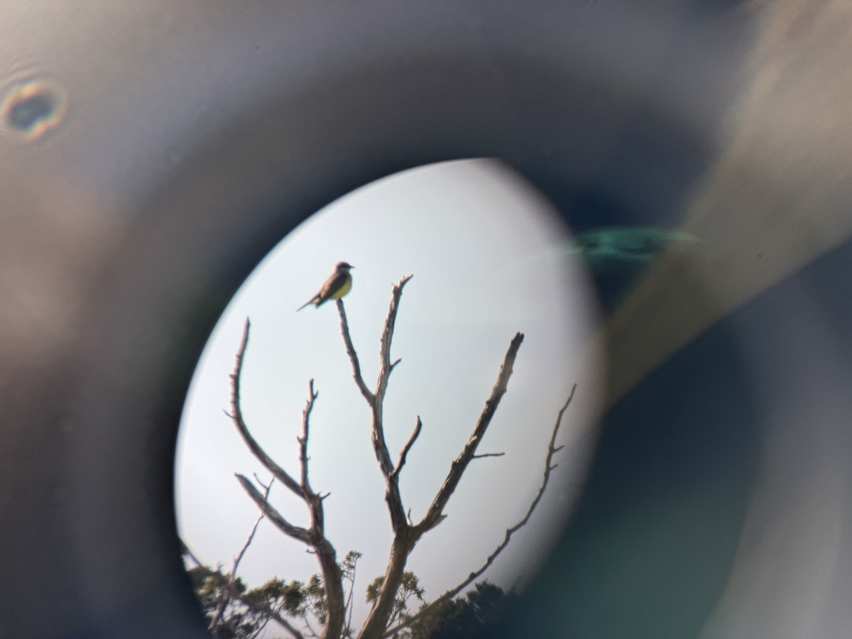 yellow-bellied kingbird sp. - ML627664080