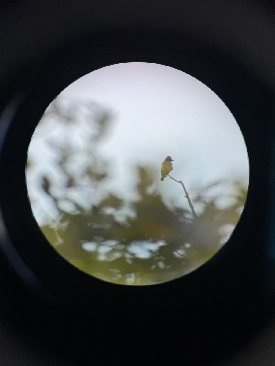 yellow-bellied kingbird sp. - ML627664081