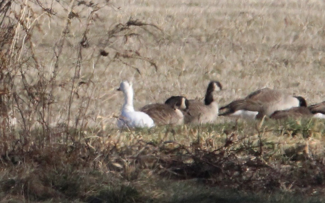 Snow Goose - ML627664199