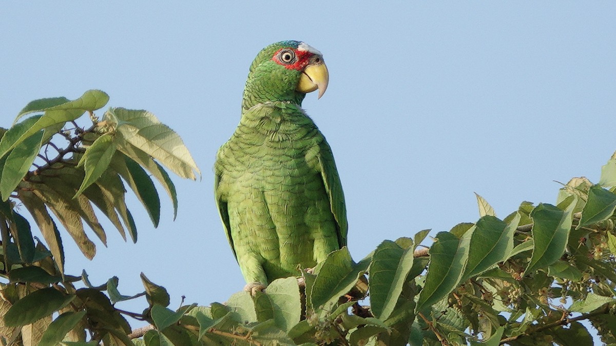 White-fronted Amazon - ML627664206