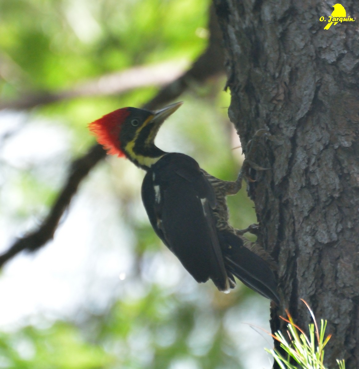 Lineated Woodpecker - Orlando Jarquín