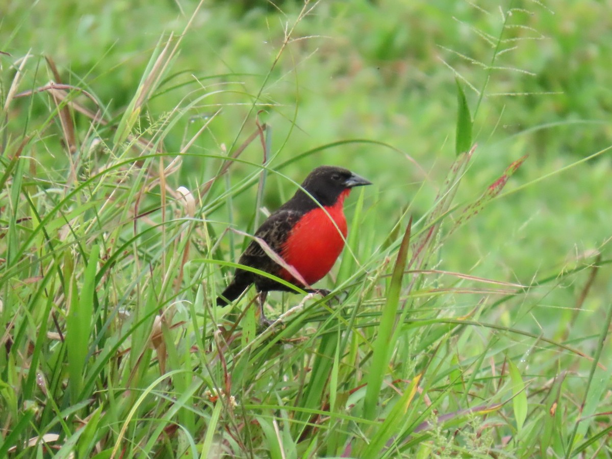 Red-breasted Meadowlark - ML627664210