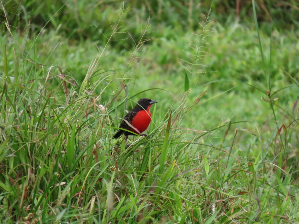 Red-breasted Meadowlark - ML627664236