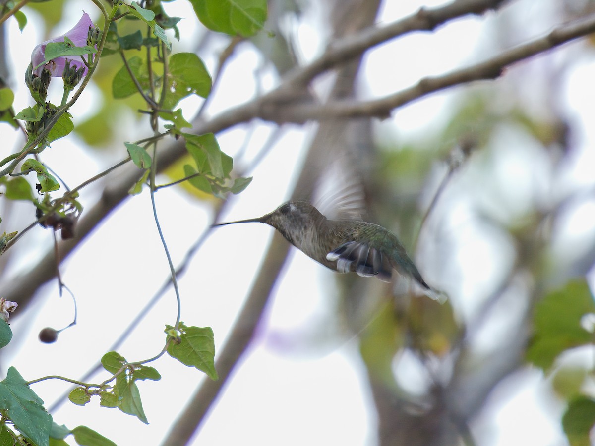 Anna's Hummingbird - ML627664251