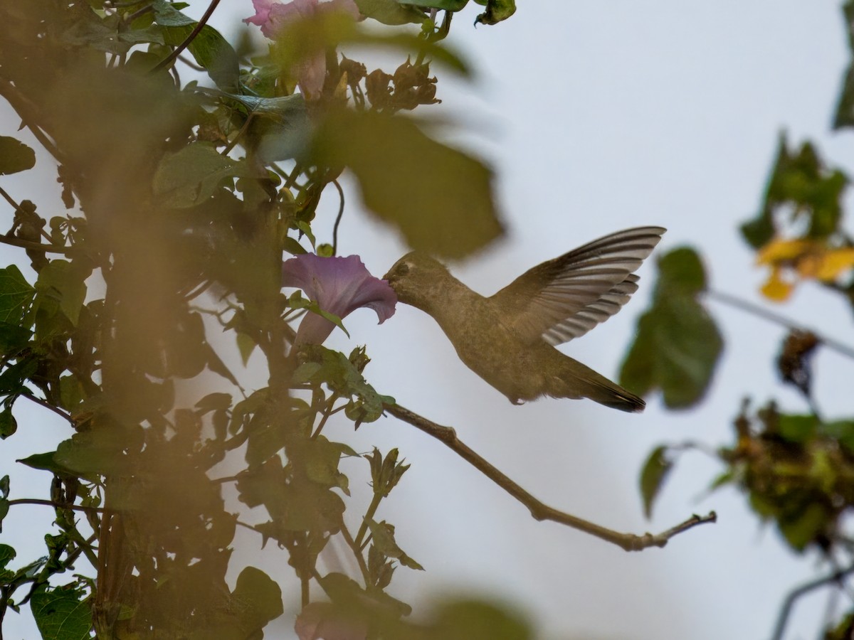 Anna's Hummingbird - ML627664253