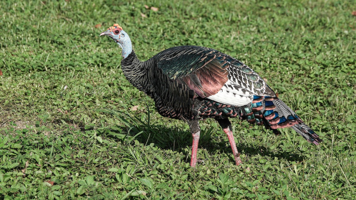 Ocellated Turkey - ML627664294