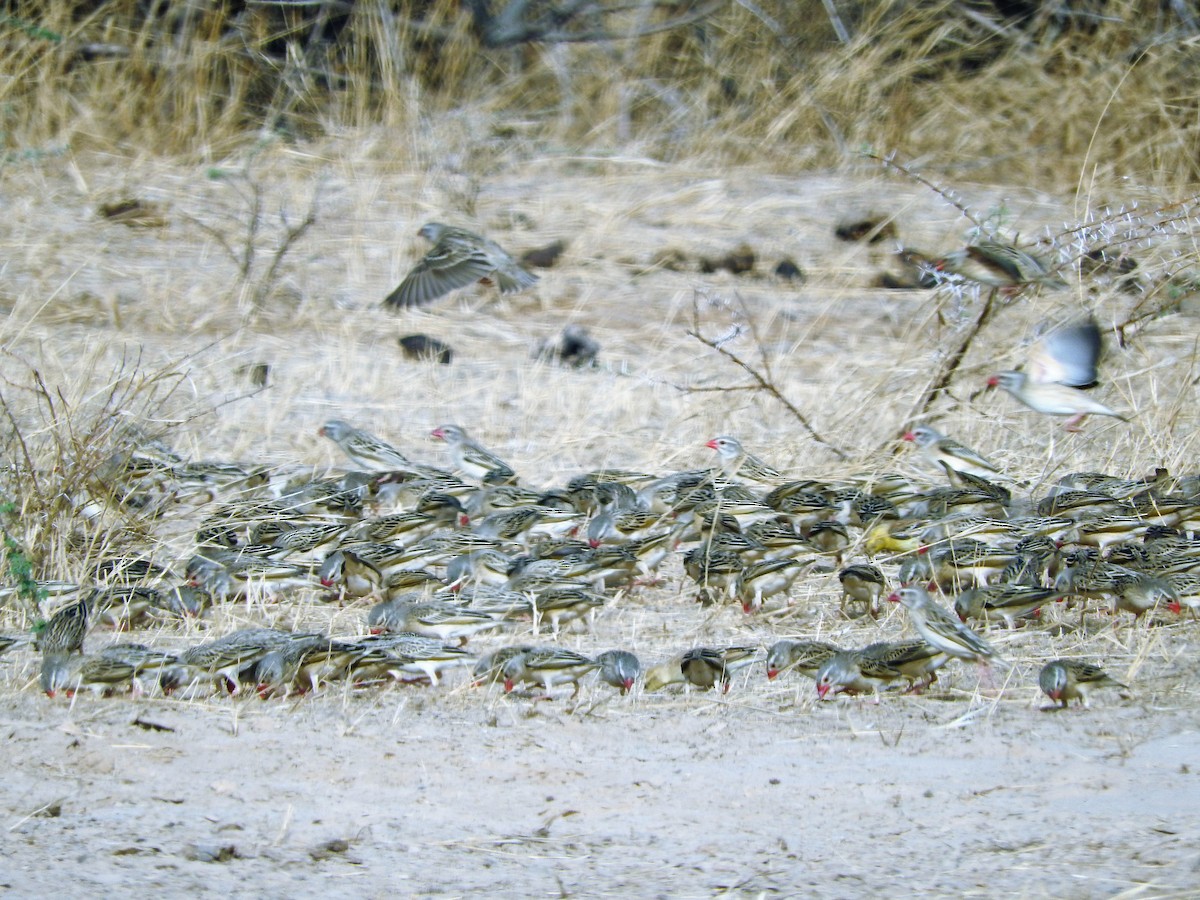 Red-billed Quelea - ML627664367