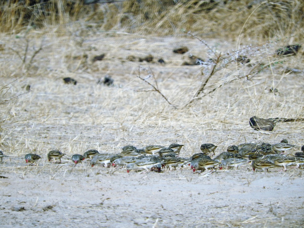 Red-billed Quelea - ML627664368