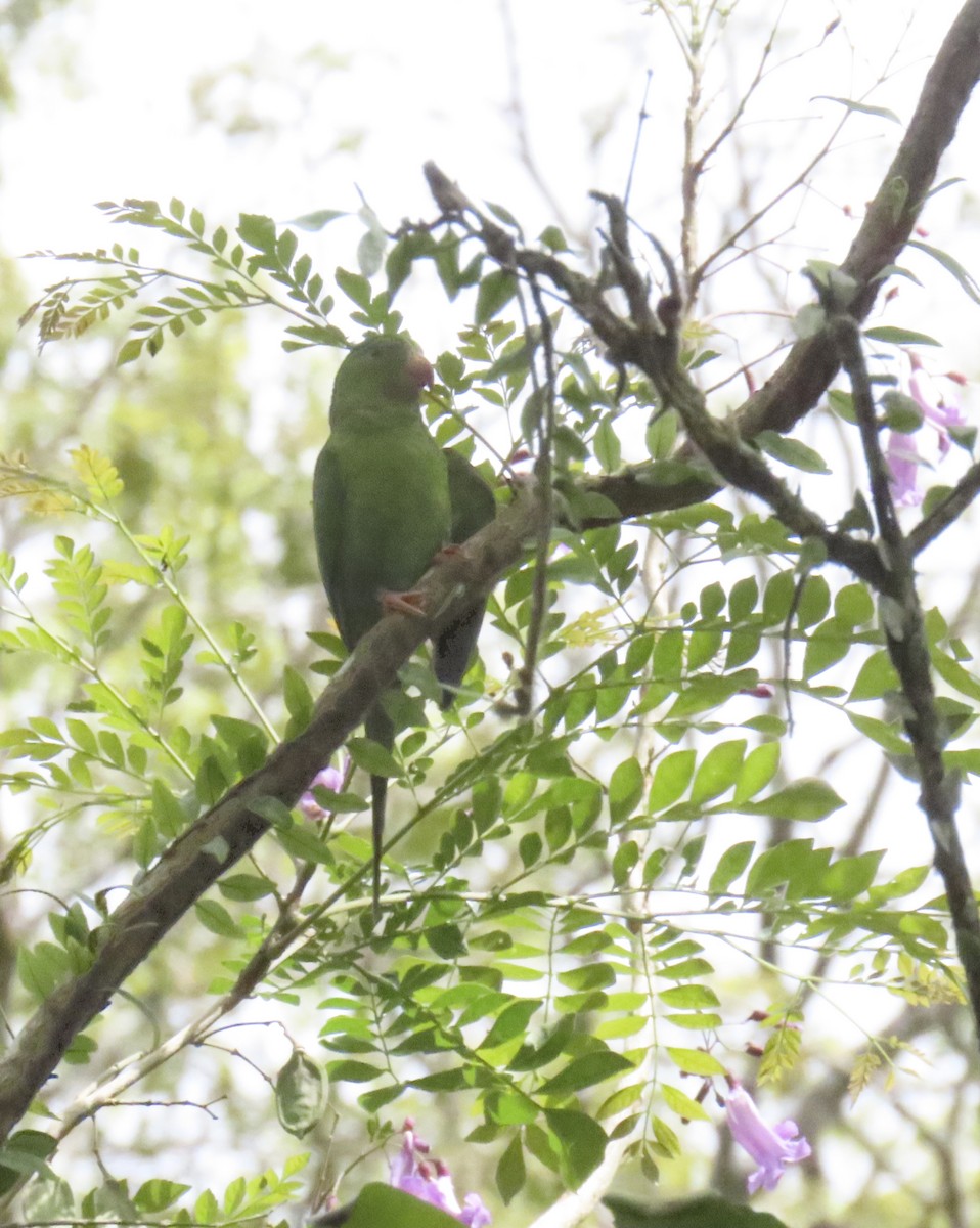 Plain Parakeet - ML627664418