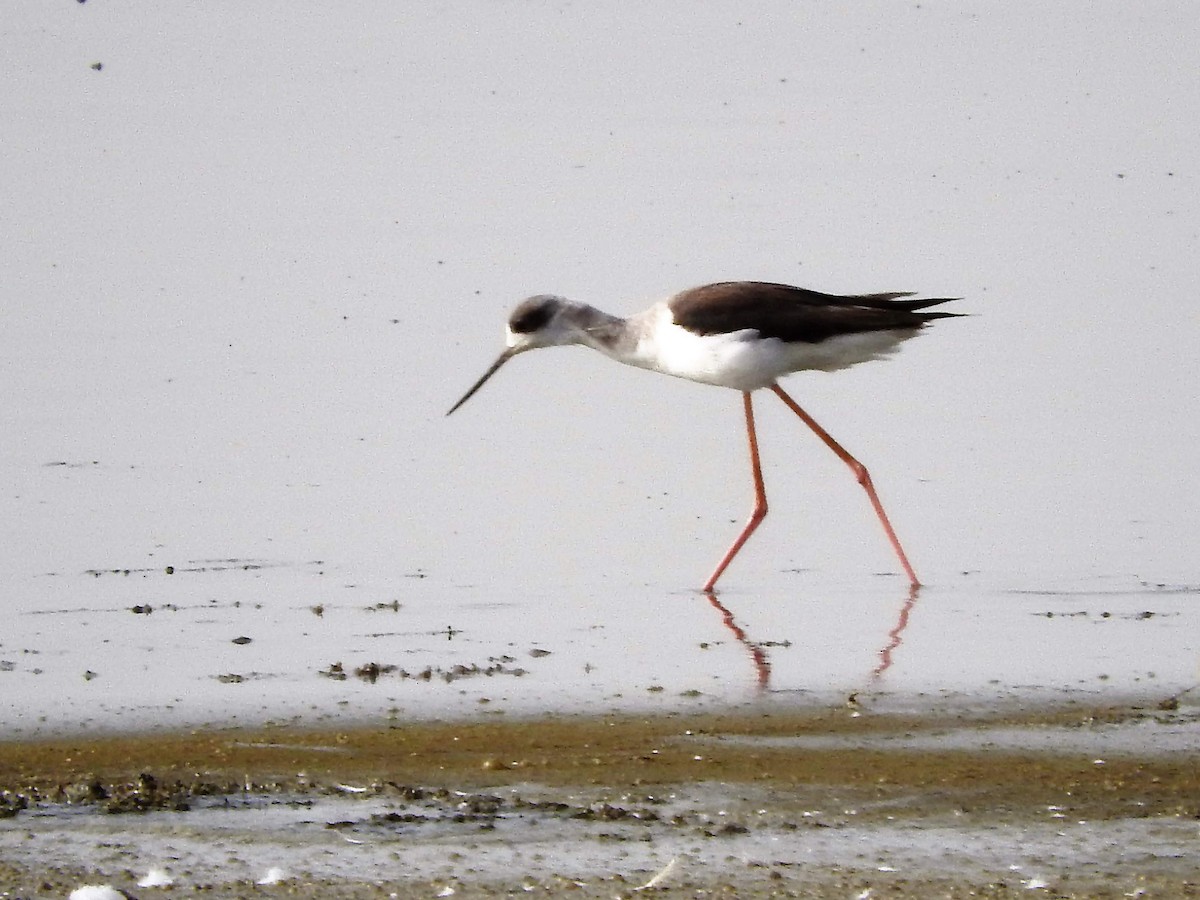 Black-winged Stilt - ML627664441