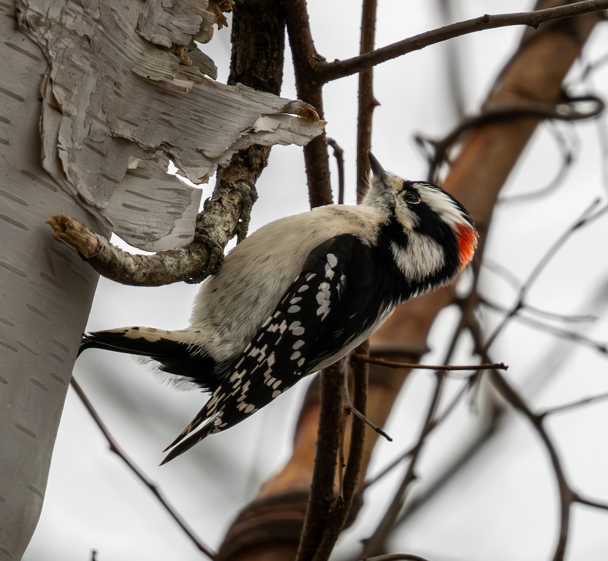 Downy Woodpecker - ML627664465