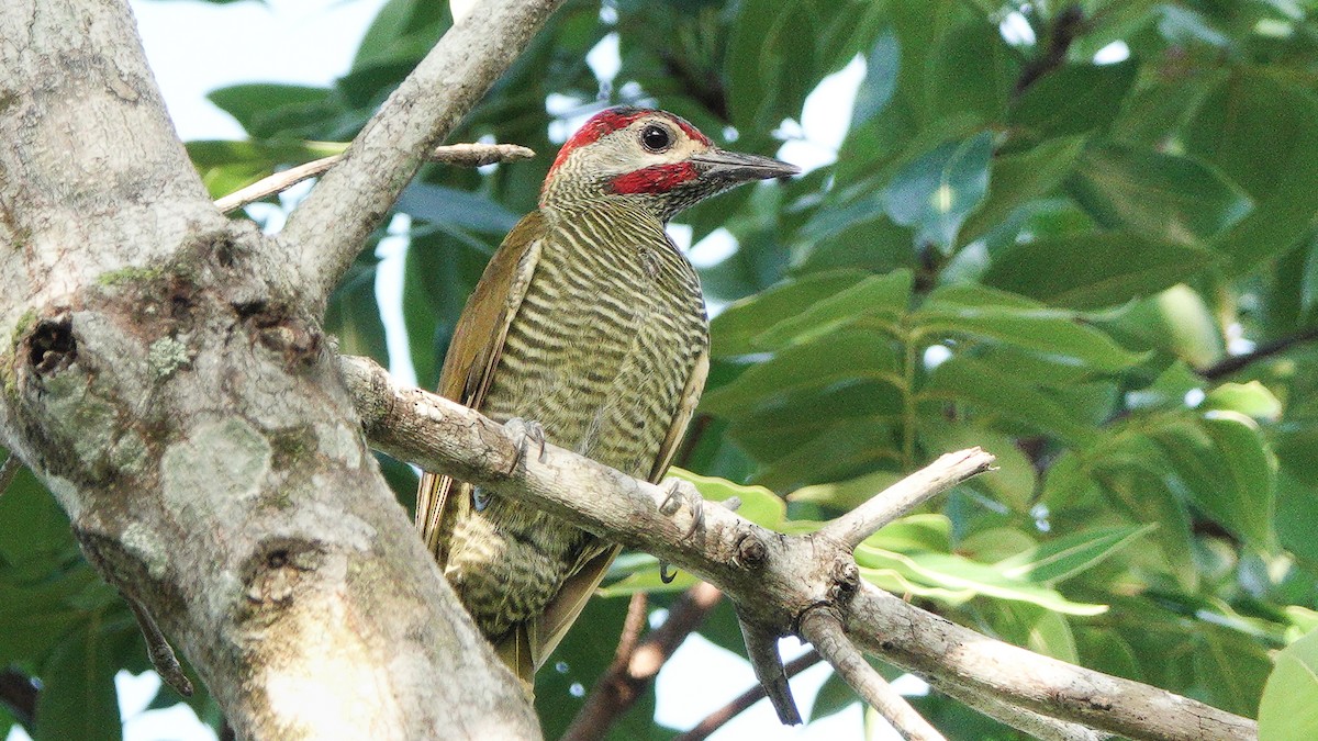 Golden-olive Woodpecker - ML627664472