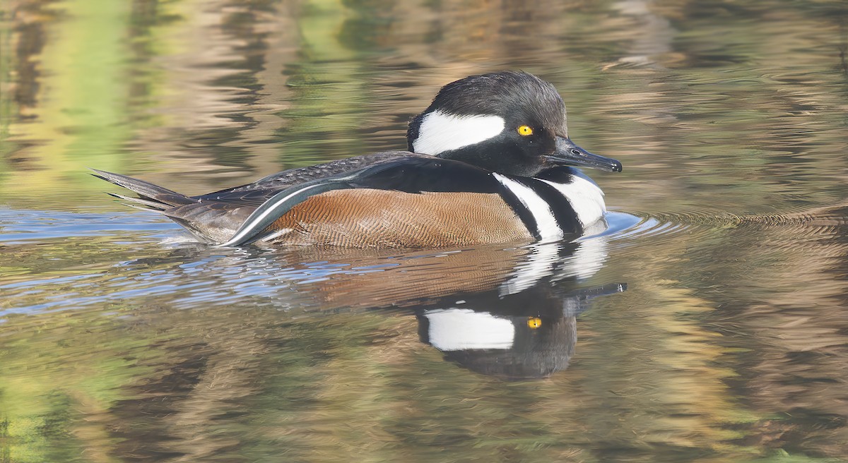 Hooded Merganser - ML627664526