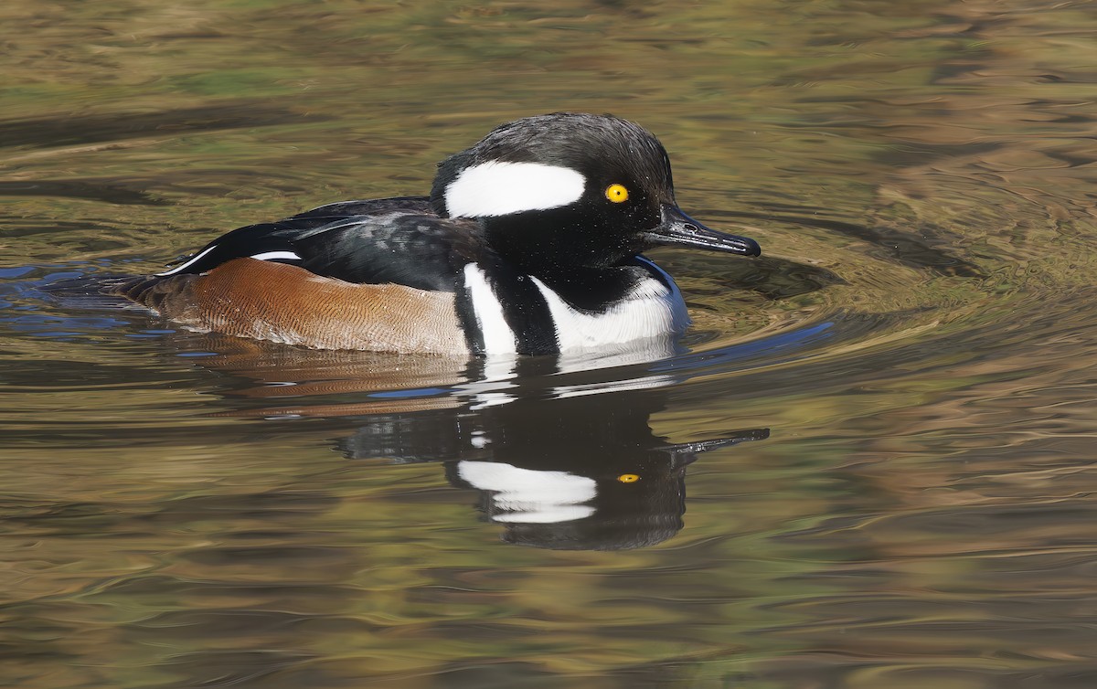 Hooded Merganser - ML627664527