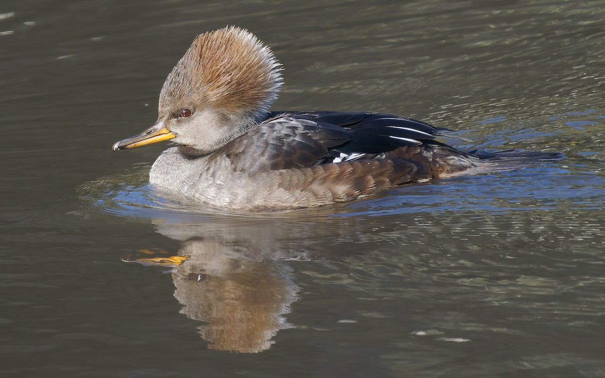 Hooded Merganser - ML627664528