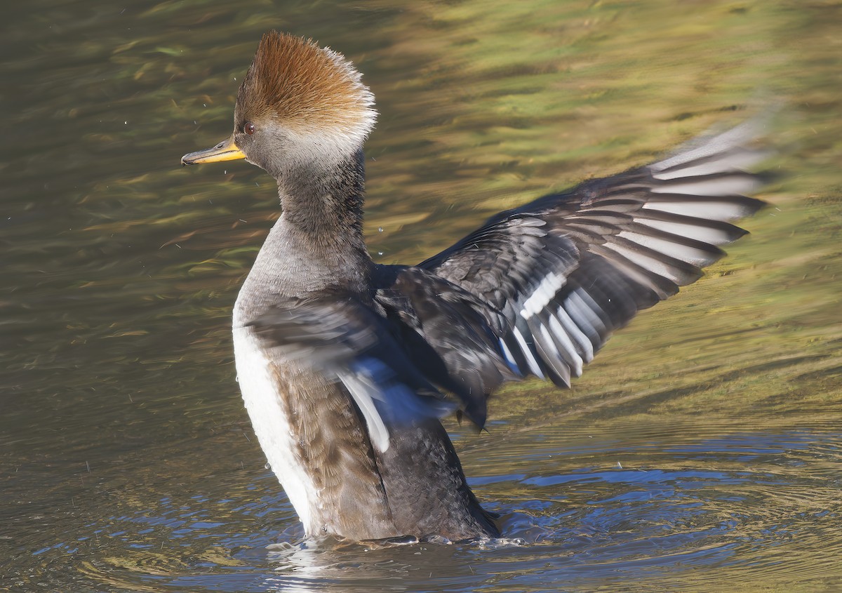 Hooded Merganser - ML627664529