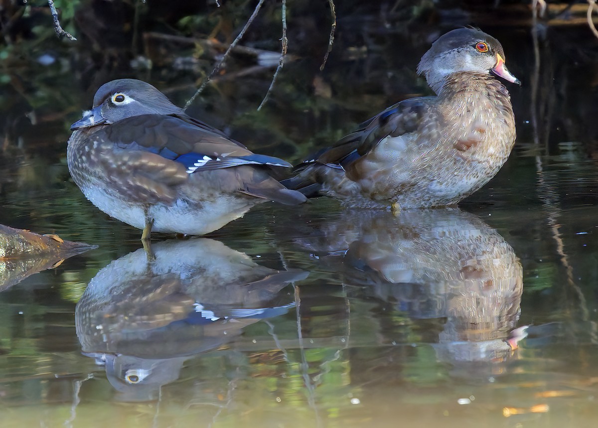 Wood Duck - ML627664538