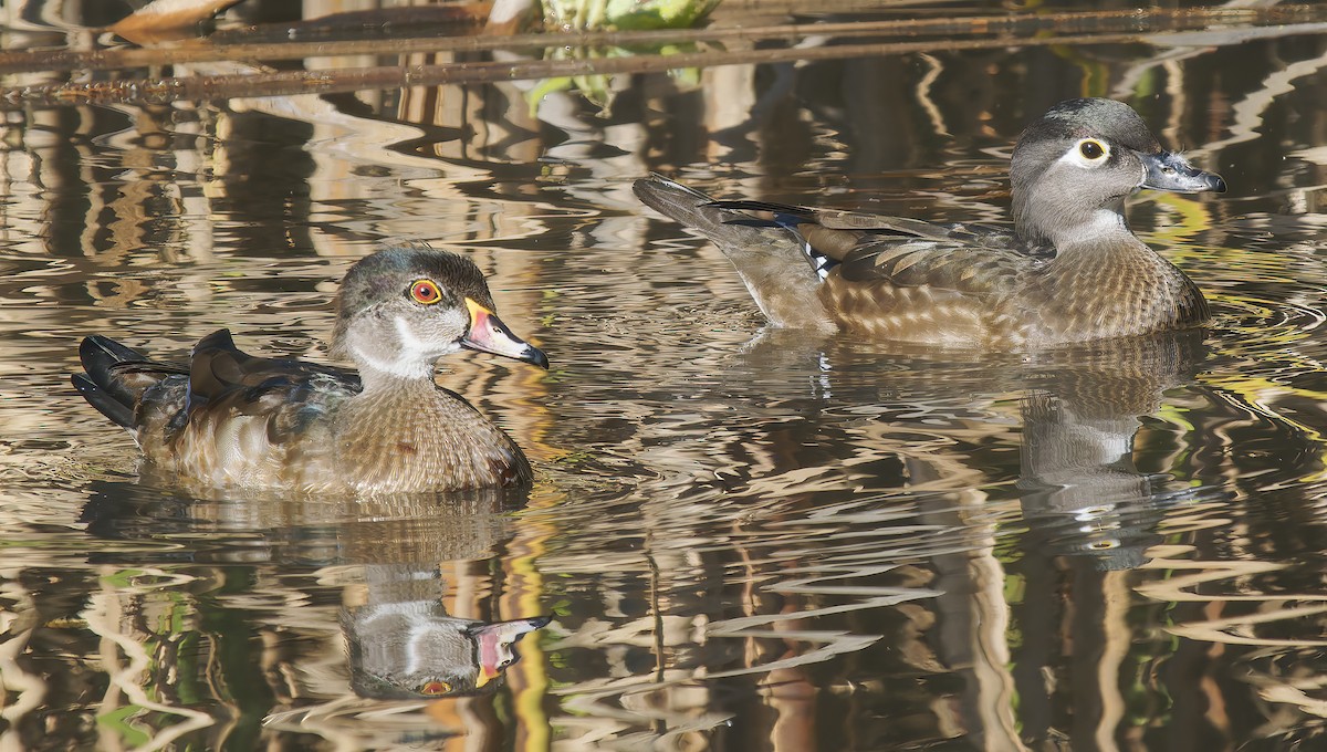 Wood Duck - ML627664546