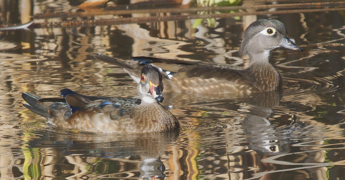 Wood Duck - ML627664556