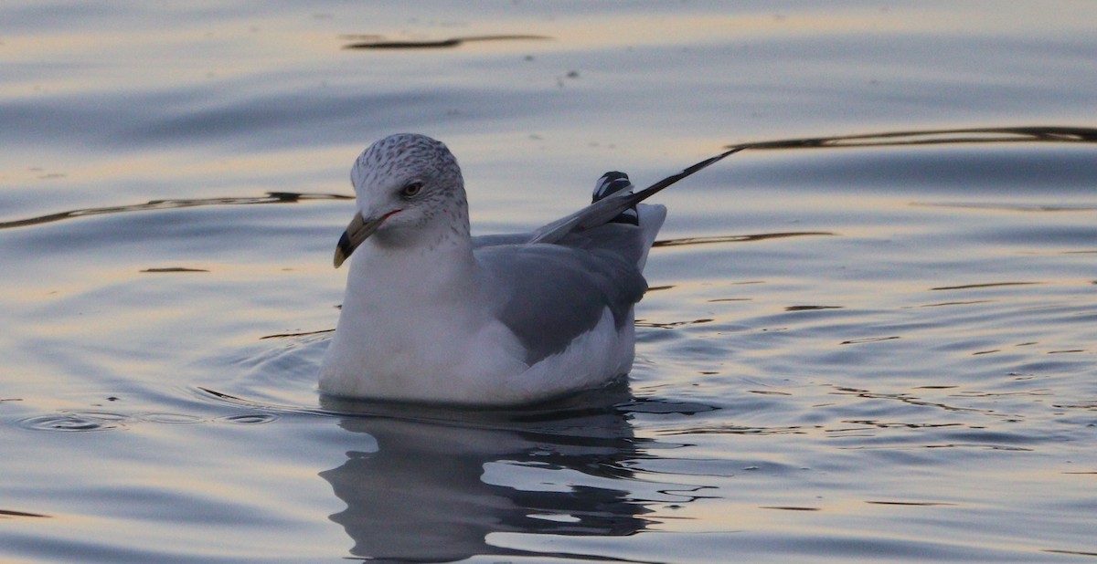 Ring-billed Gull - ML627664560