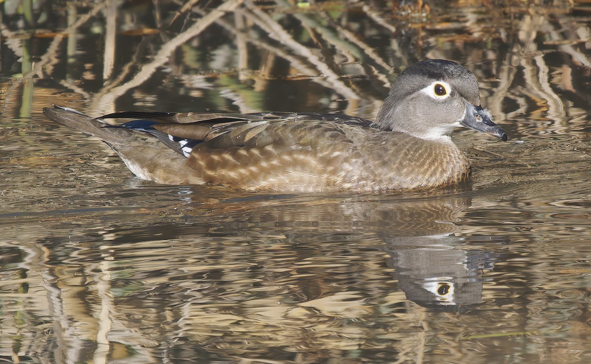 Wood Duck - ML627664564