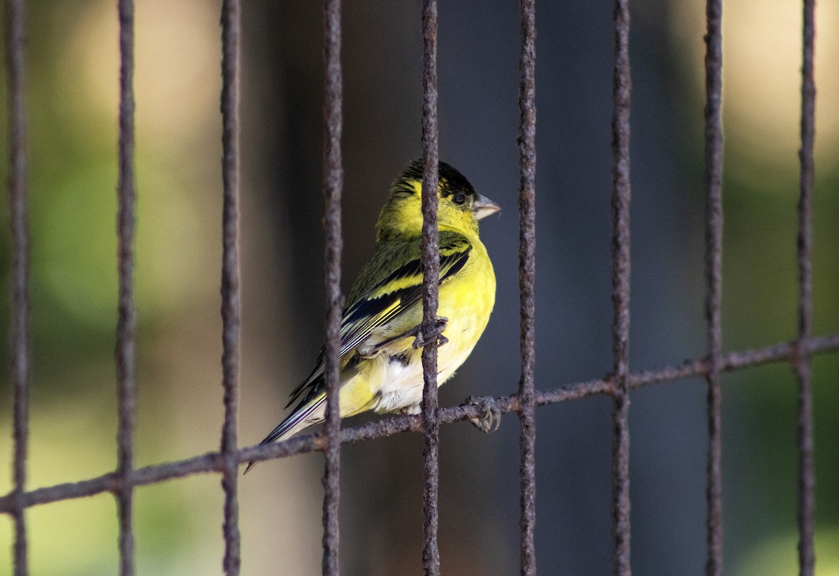 Black-chinned Siskin - ML627664572