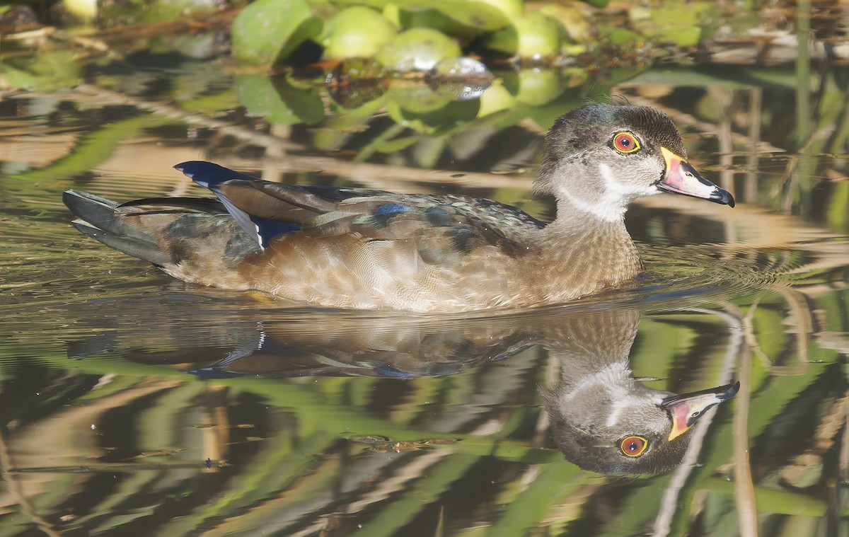 Wood Duck - ML627664591