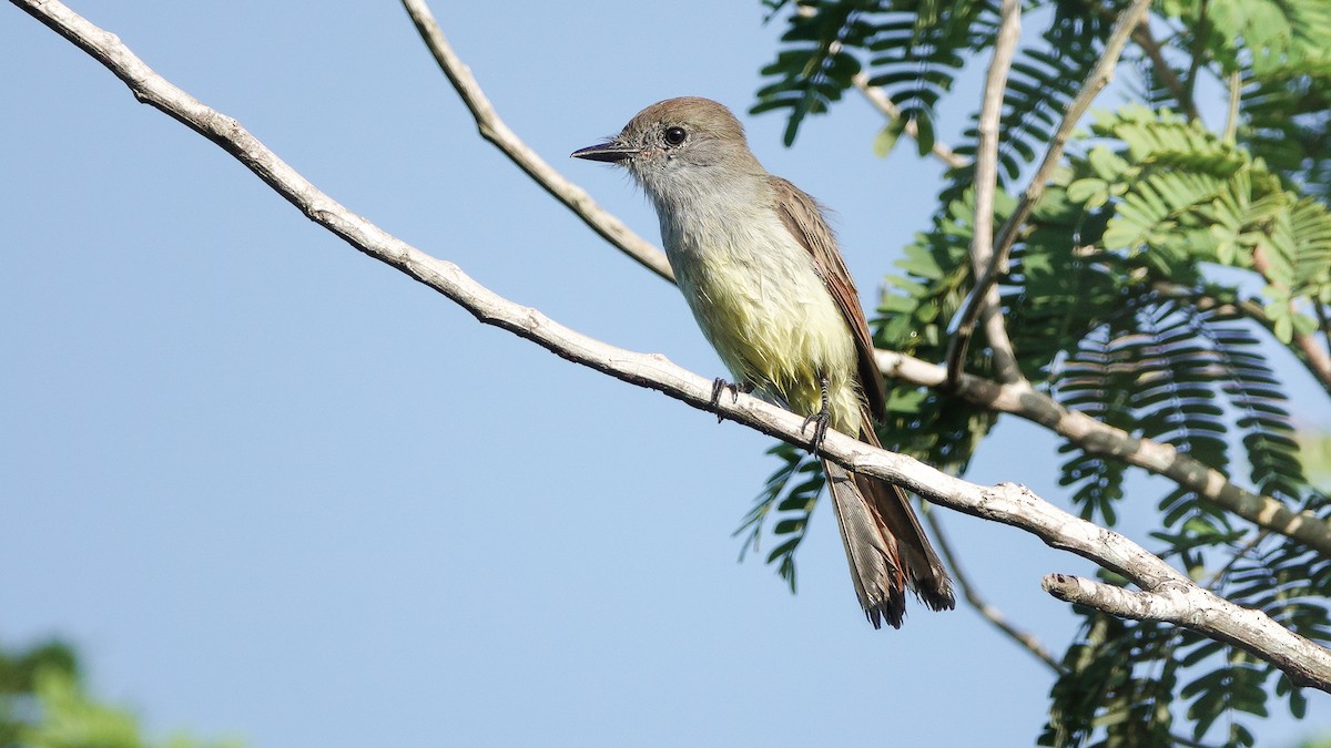 Yucatan Flycatcher - ML627664645