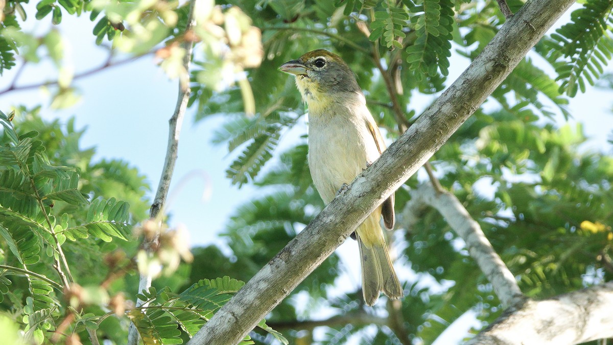 Rose-throated Tanager - ML627664672