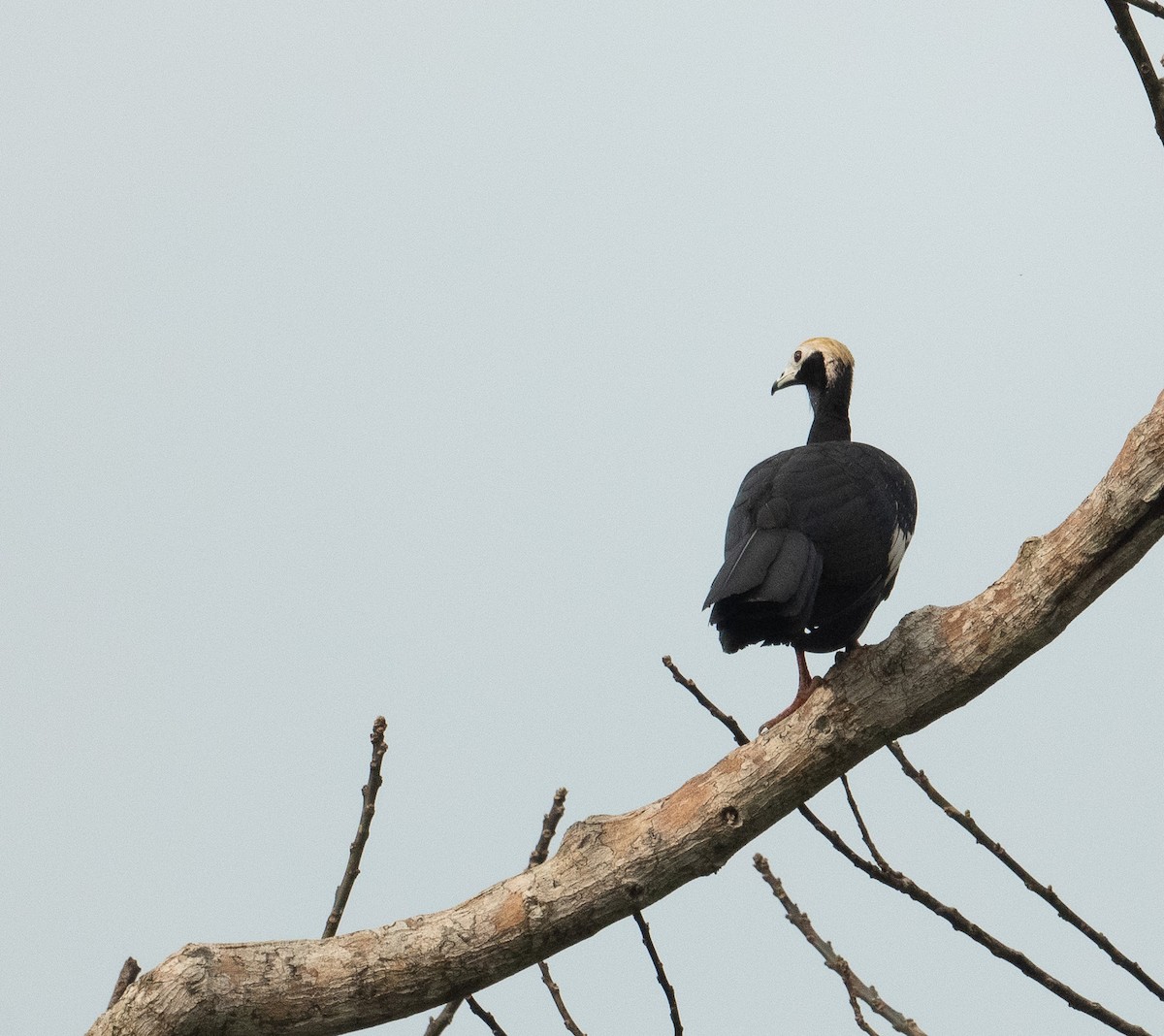 Blue-throated Piping-Guan - ML627664719