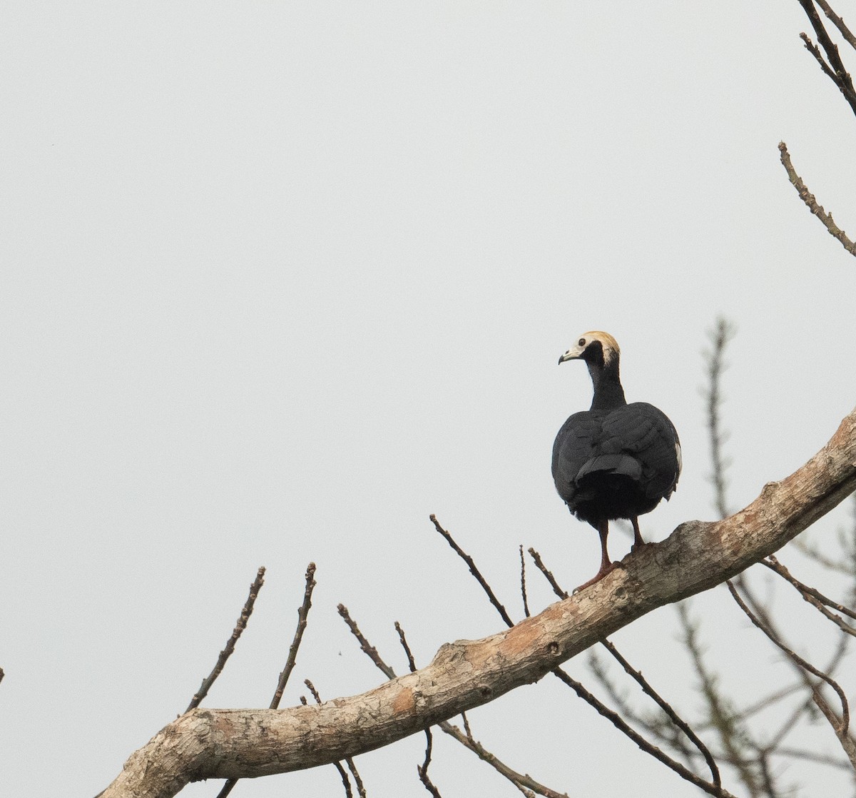 Blue-throated Piping-Guan - ML627664720