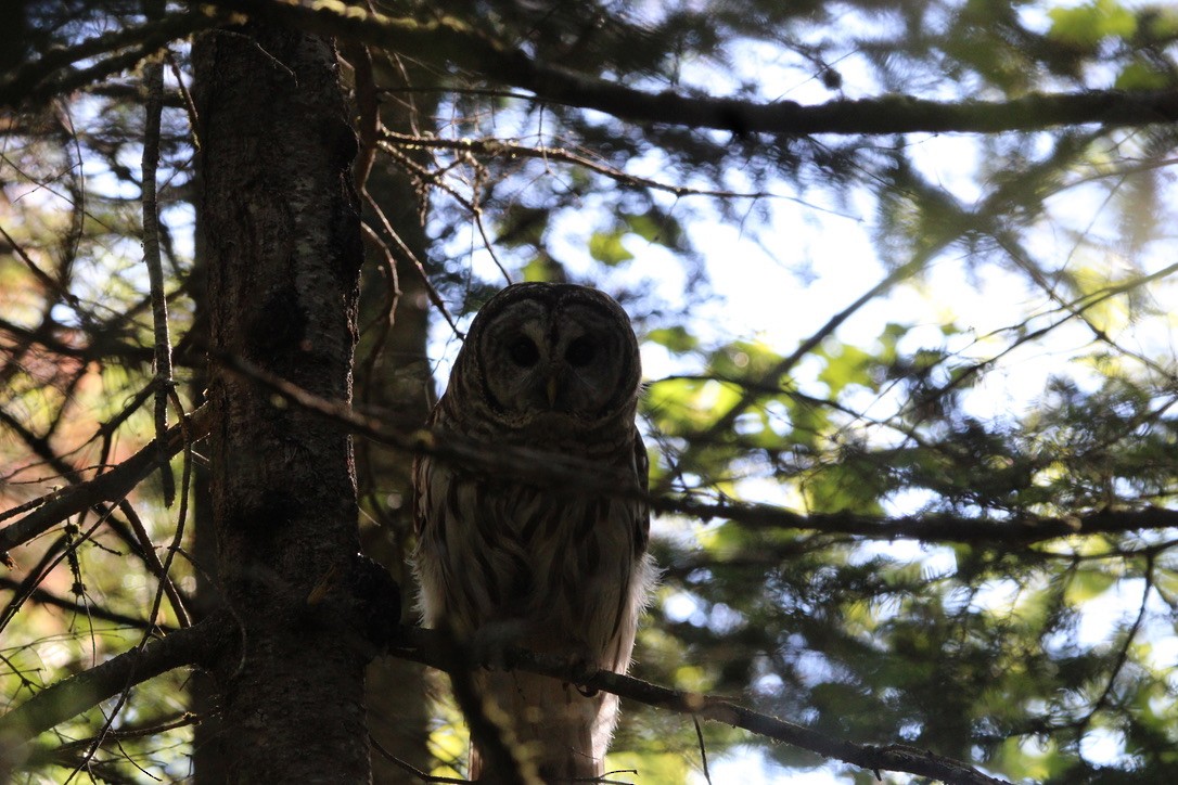 Barred Owl - ML627664954