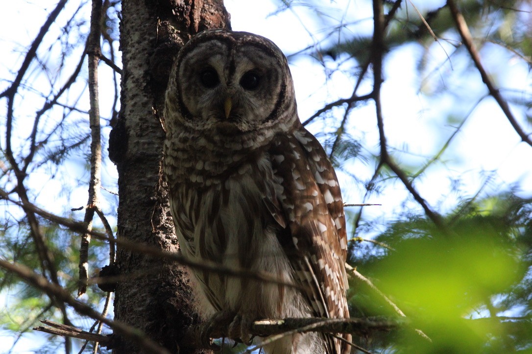 Barred Owl - ML627664958